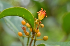 Macrosolen cochinchinensis