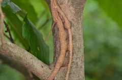 Macrosolen cochinchinensis