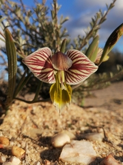 Gladiolus watermeyeri