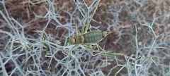Steropleurus andalusius