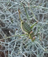 Steropleurus andalusius