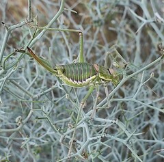 Steropleurus andalusius