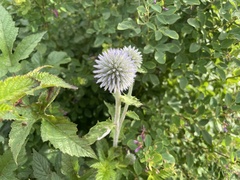 Echinops davuricus