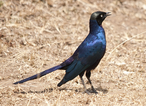 Rüppell's Starling