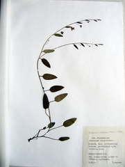 Trigonotis radicans