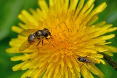 Cheilosia canicularis