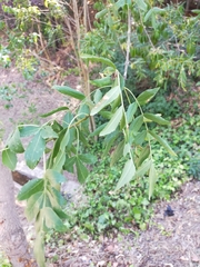 Fraxinus angustifolia