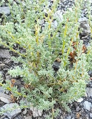 Halogeton sativus