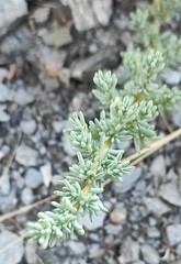 Halogeton sativus