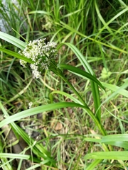 Scirpus radicans