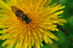 Cheilosia canicularis