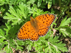 Argynnis niobe