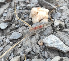 Sphingonotus rubescens