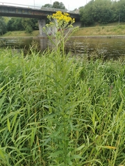 Senecio sarracenicus