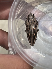 Chalcophora japonica