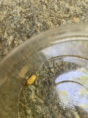 Lamprohiza mulsantii