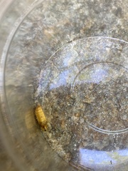 Lamprohiza mulsantii