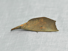 Corcobara angulipennis