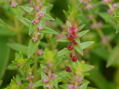 Rotala malampuzhensis