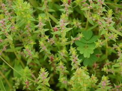 Rotala malampuzhensis