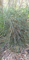 Macrozamia pauli-guilielmi