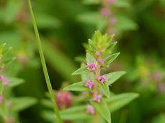 Rotala malampuzhensis