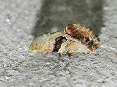Odontodes pallidifimbria
