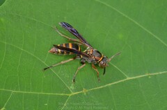 Polistes snelleni