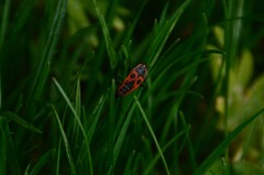 Pyrrhocoris apterus