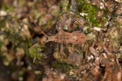 Clavigralloides acantharis