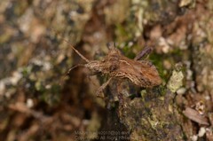 Clavigralloides acantharis