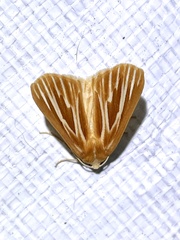 Sabulodes niveostriata