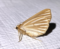 Sabulodes niveostriata