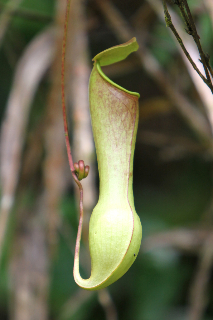 Nepenthes distillatoria L. 2