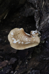 Cerioporus squamosus