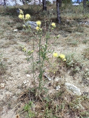 Centaurea orientalis