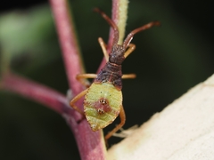 Gonocerus acuteangulatus