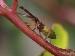 Gonocerus acuteangulatus