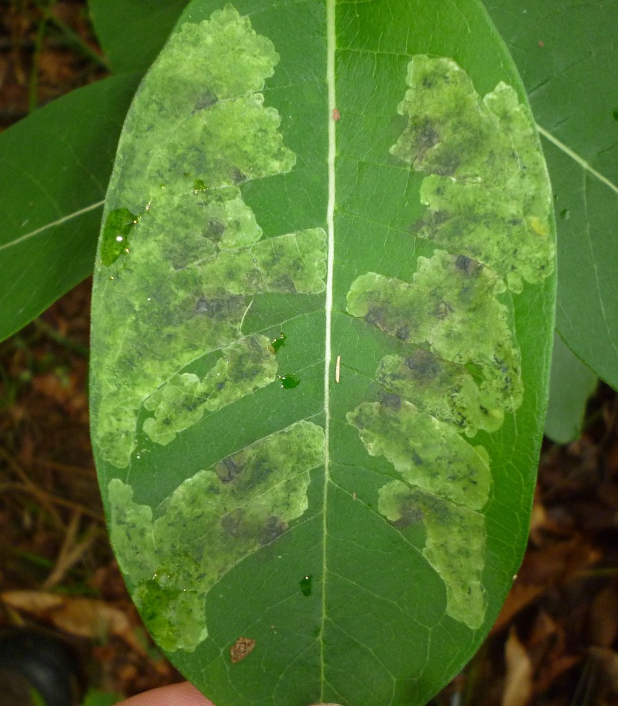 Milkweed Leaf-miner Fly