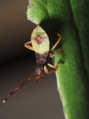 Gonocerus acuteangulatus
