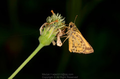 Ampittia dioscorides