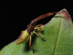Gonocerus acuteangulatus
