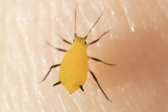 Aphis nerii