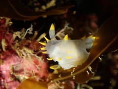 Polycera kernowensis