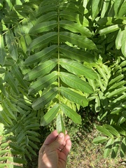 Pterocarya