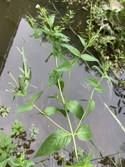 Epilobium pseudorubescens