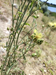 Centaurea orientalis