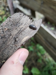 Armadillidium vulgare