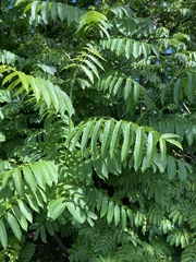 Pterocarya