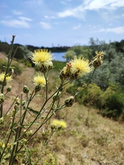 Centaurea orientalis